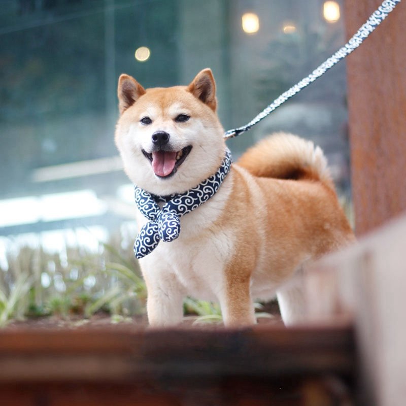 Adjustable Dog Collar for Small and Medium Dogs