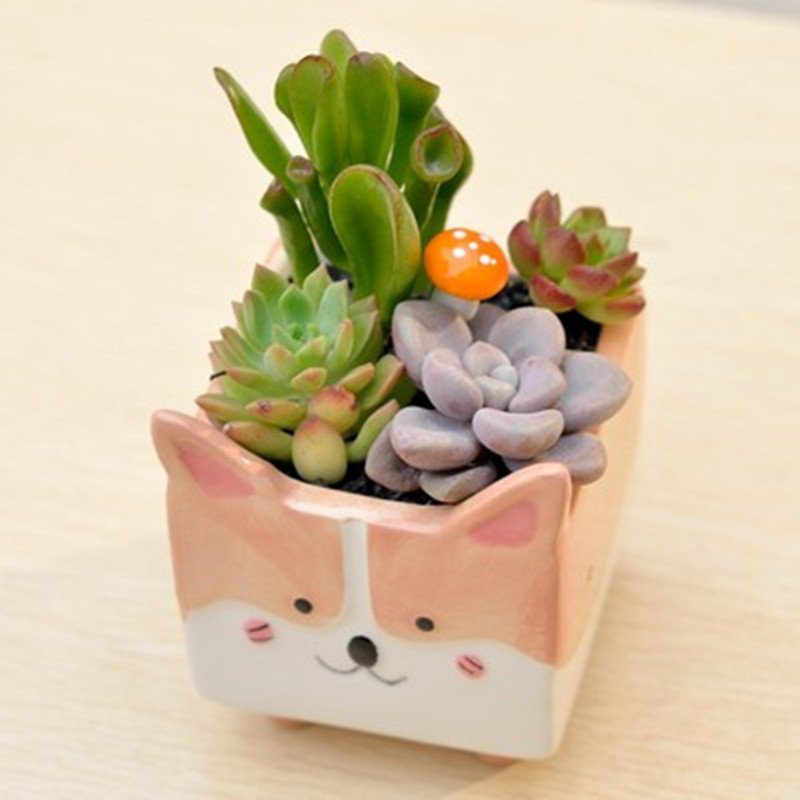 Ceramic Flower Pot for Indoor Plants
