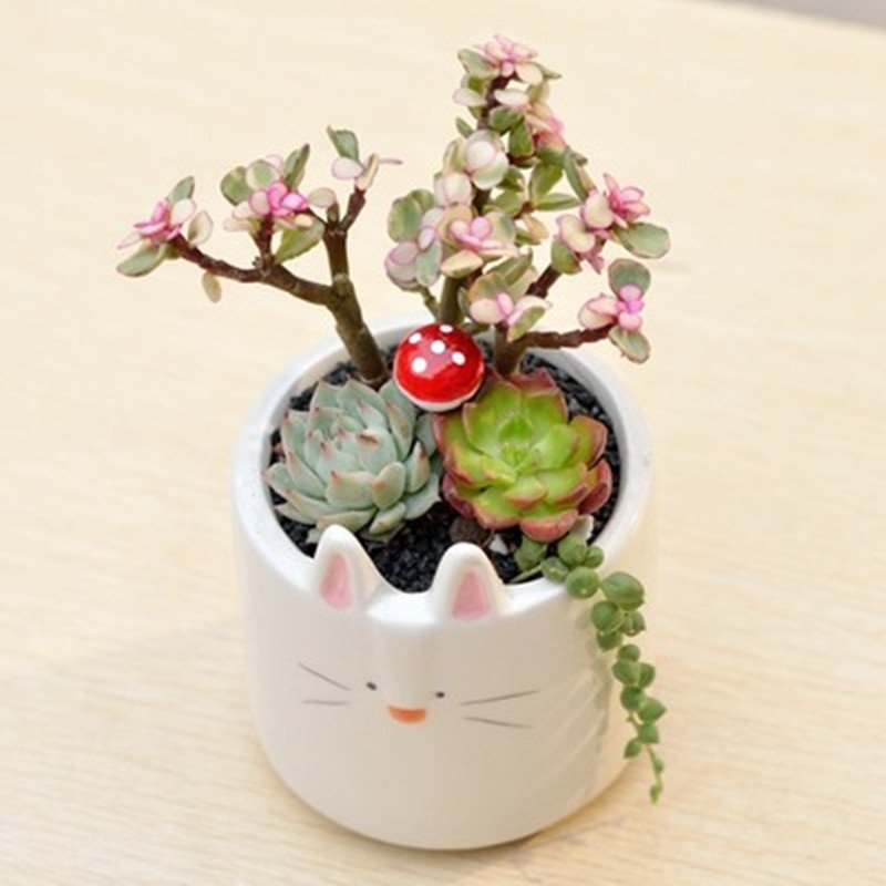 Ceramic Flower Pot for Indoor Plants