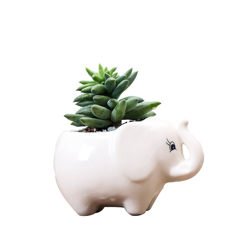 Creative Succulent Flower Pot for Gardening