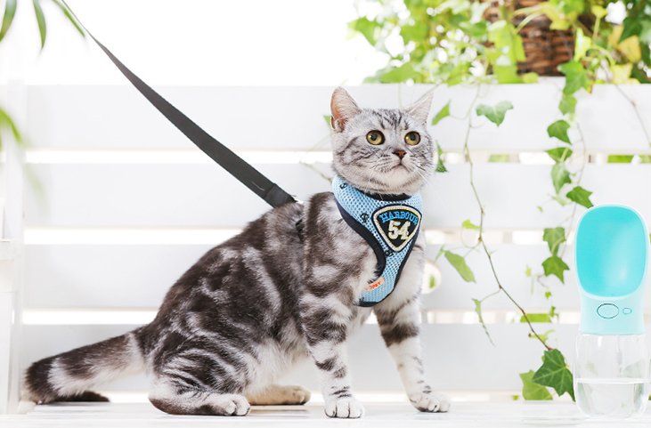Nylon Slip Collar Leash