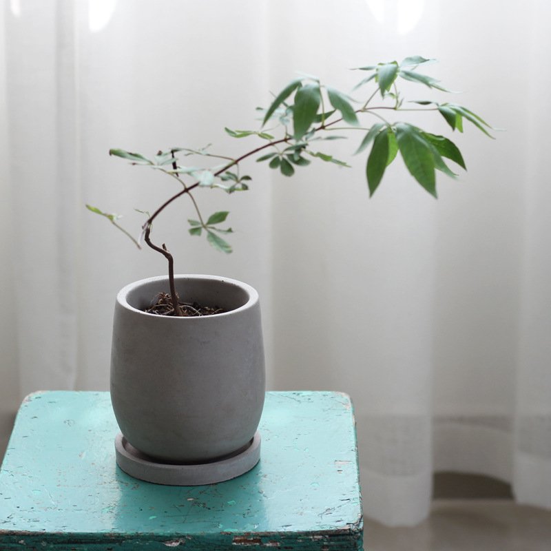 Round Cement Flower Pot, Minimal Concrete Planter
