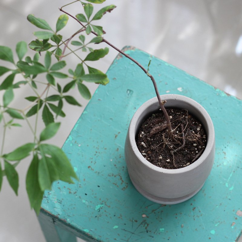 Round Cement Flower Pot, Minimal Concrete Planter