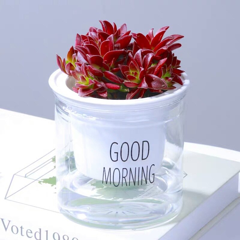 Two-Tier Self-Watering Hydroponic Planter for Pothos